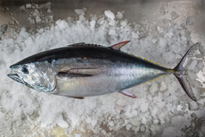 Tuna small
