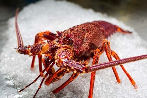 lobster small